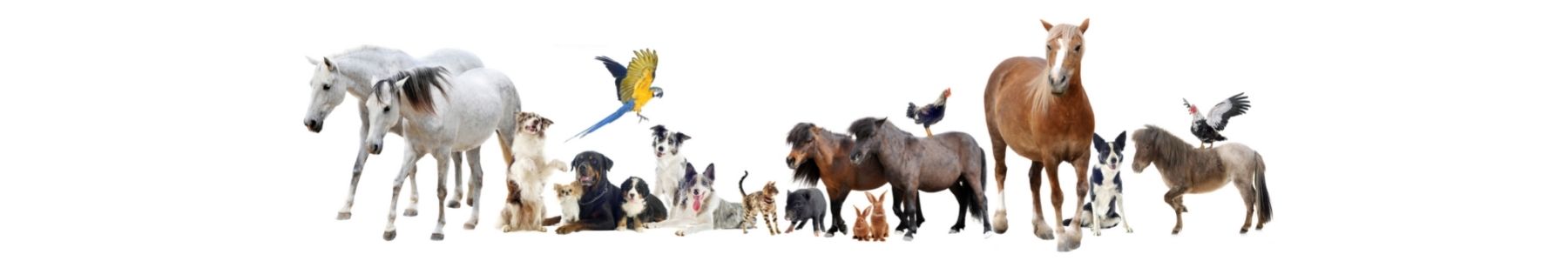 Animal Drinking Bowls and Feeders