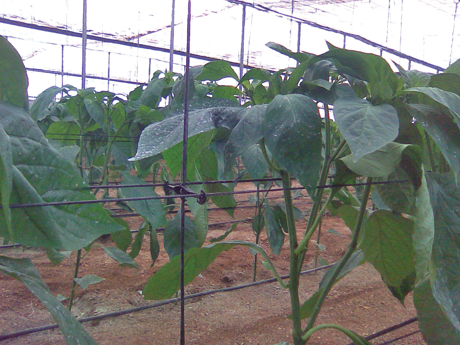 Paskal Pepper Support (6.0/7.5) - Per Box of 9,000